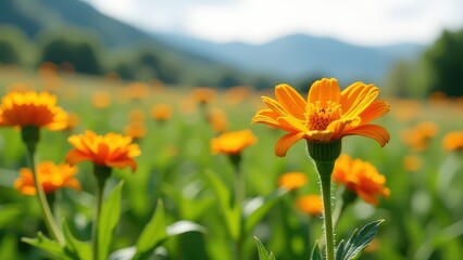 Vibrant orange flowers blooming in a sunlit meadow amidst scenic hills. medicinal herbs and traditional medicine