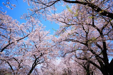 勝沼ぶどう郷駅の桜