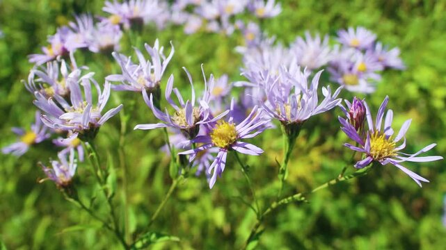 Probably Eastern starwort (Aster amellus ssp.) meadows on the slopes of the Sakhalin mountains, the coast of the Sea of Japan