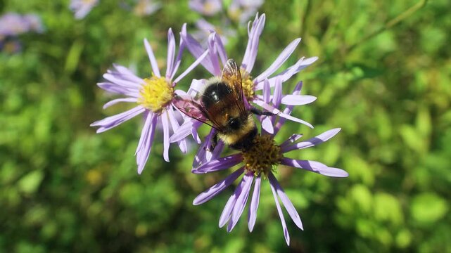 Probably Eastern starwort (Aster amellus ssp.) meadows on the slopes of the Sakhalin mountains, the coast of the Sea of Japan