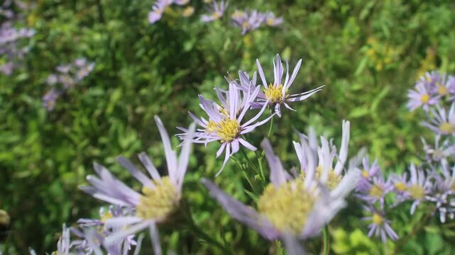 Probably Eastern starwort (Aster amellus ssp.) meadows on the slopes of the Sakhalin mountains, the coast of the Sea of Japan