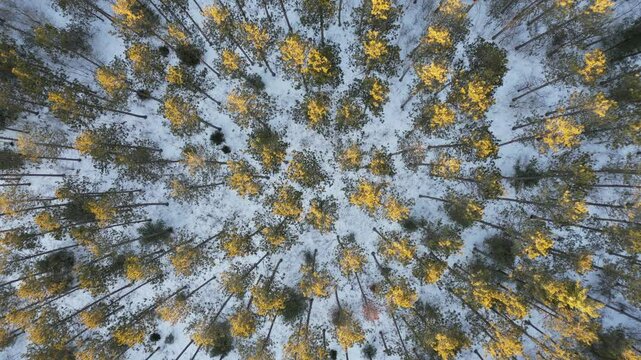 vertical aerial view of a fir forest undulating in the wind at sunset - vue a&eacute;rienne verticale d,une for&ecirc;t de sapins ondulant sous les effets du vent au coucher de soleil