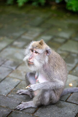 Obraz premium Sad looking monkey