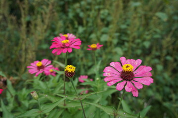 Obraz premium zinnia elegans are blooming in the garden