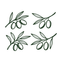 Set of olive branches. Hand drawn in doodle style. Vector isolated on white background.