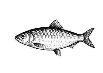 Obraz premium Sketch of herring. Vintage retro drawing in ink style, hand drawn. Vector illustration on white background