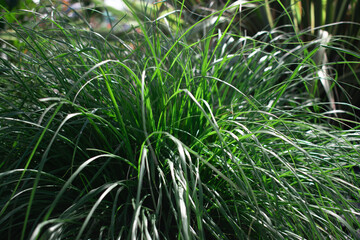 This lush close-up of flowing green grass captures the refreshing essence of nature evoking feelings of vitality, peace, and organic growth Ideal for wellness, environmental or landscape design themes