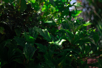 This vibrant close-up of lush green foliage evokes feelings of freshness, renewal, and the thriving beauty of nature. Ideal for environmental themes, gardening, and wellness content