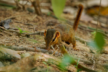Northern smooth-tailed treeshrew - Dendrogale murina small mammals closely related to primates, also called tree shrews or banxrings, feeds on invertebrates but rarely on fruits and plants