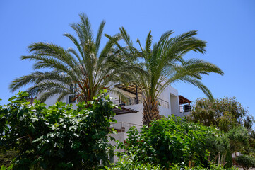 Fototapeta premium White villas with tropical greenery in a quiet residential area on Northern Cyprus.