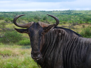 wildebeest in the wild