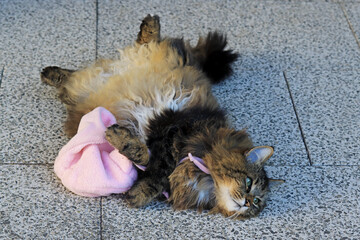 Eine niedliche Norwegische Waldkatze spielt mit einer rosa Mütze
