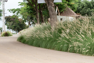 Fountain Grass, Arizona, Bunch, Crowded, Flower