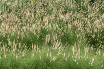 Fountain Grass, Arizona, Bunch, Crowded, Flower