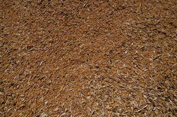 Wheat Grains Background in Pile Close-Up Texture