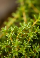 close up of a green plant with tiny leaves