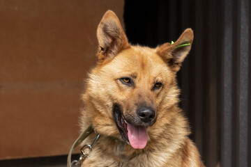 Big red dog on a chain.The concept of a sad and lonely animal.