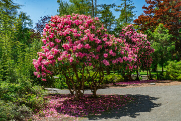 Point Defiance Flowers 2