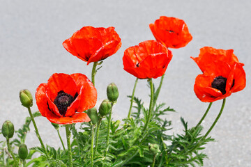 Poppies, Papaver bracteatum blooming on roadside, close up of red poppy