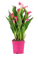 pink flowering zantedeschia rehmannii, also known as arum or calla lily, in pot isolated on white background