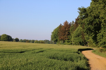 Fototapeta premium Landschaft mit Feldern, Wald, Wiese und Weg