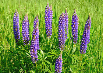 Blue lupines bloom in the meadow