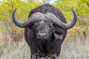 Obraz premium South Africa, Kruger National Park, African Buffalo (Syncerus caffer)