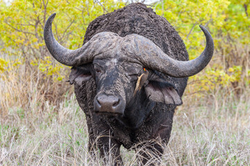 South Africa, Kruger National Park, Yellow-billed Oxpecker (Buphagus africanus) on African Buffalo...