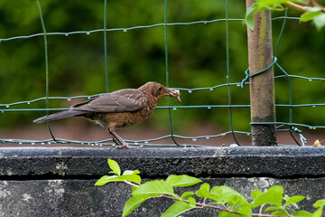 Oiseau et sa proie dans le bec