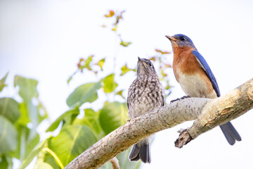 Eastern bluebirds (Sialia sialis) — a male with a fledgling — in southwest Florida.