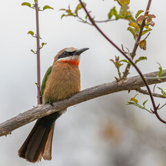 South Africa, Kruger National Park, White-fronted Bee-eater (Merops bullockoides)