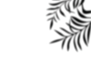 leaf shadow vector