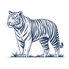 Obraz premium engraving owl, vector line art illustration, isolated on white background, illustration, tiger, vector, vintage, art, graphic, design, ink, retro, nature, animal, wild, drawing, 