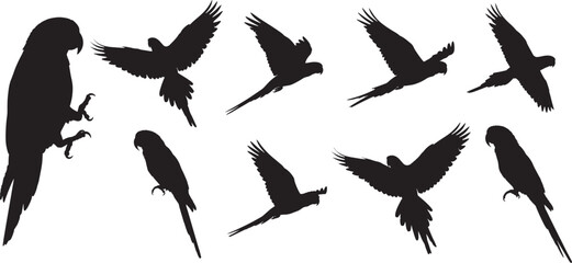 Obraz premium Parrot bird silhouette vector illustration