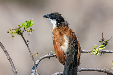 South Africa, Kruger National Park, Burchell's Coucal (Centropus Burchelli)