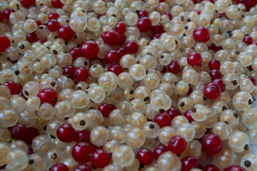 White and red currants, summer berries, washed and scattered on the surface. Use for printed products, signs, posters, postcards, packaging.