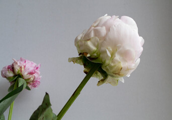 Peonies. A delicate bouquet of pink and white peonies on a plain neutral background. Soft tones and natural elegance of the flowers. For use in design projects, greeting cards, floral deco.