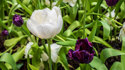 Large white tulips blossom, as do purple tulips nearby.