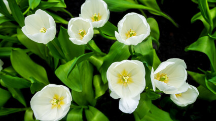 Aerial shot of white tulips at the flower planting area.