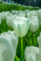 The beautiful tulips blooming in the park