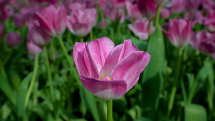 Pink tulips growing among several pink tulips, captured in close-up.