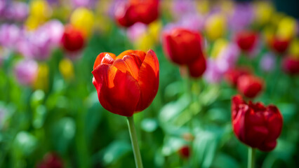 Close-up photograph of a red tulip, illuminated by the sun from the back, is in cultivation transformation among a variety of colored tulips.