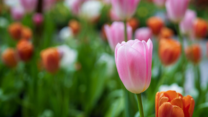 The close-up photos of pink tulips are very beautiful. In one transformation, it is planted among tulips of various colors.