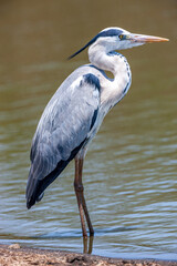 Fototapeta premium South Africa, Kruger National Park, Grey Heron (Ardea cinerea)