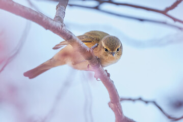 Common chiffchaff sitting on a blossom tree ,Leaf warbler (Phylloscopus collybita) Bird close-up