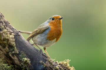 Portrait of a robin bird perched on a branch