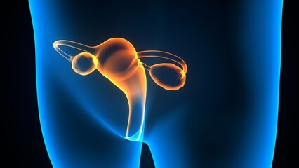 female ovary and reproductive system anatomy. 3d illustration