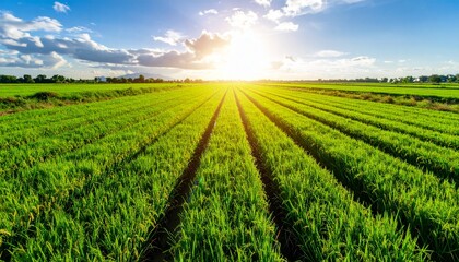 A lush rice paddy field with neat, under a bright, sunny sky, green rows stretching 