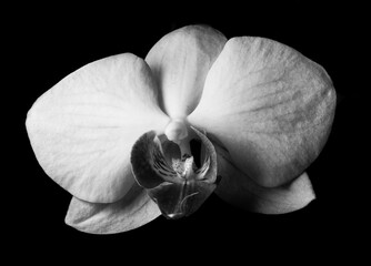 Orchidee schwarz/weiß