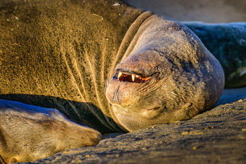 2025-03-18 A ADULT SEA LION SLEEPING WITH ITS HEAD UPSIDE DOWN WITH ITS CANINE TEETH SHOWING IN LA JOLLA CALIFORNIA NEAR SAN DEIGO